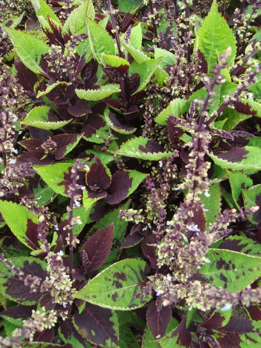 Solenostemon x 'Chocolate Splash'